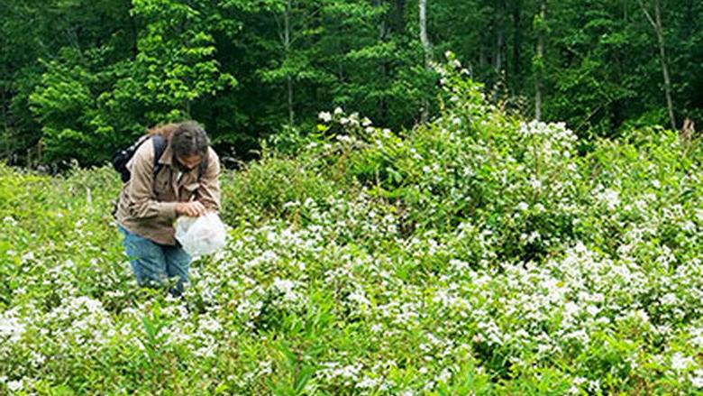 Penn State Altoona Professor of Biology and Environmental Studies Carolyn Mahan collects research samples on the State Game Lands 33 site for her ongoing research project.